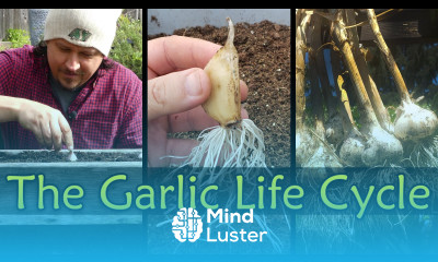 The Garlic Life Cycle Garden Quickie Episode 24