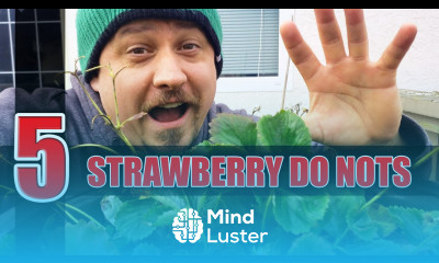 5 Winter Strawberry Do Nots Garden Quickie Episode 28