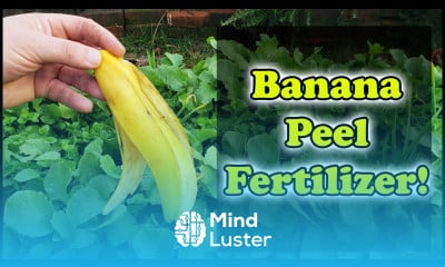 Banana Peel Fertilizer 3 Ways To Use Banana Skins In Your Garden