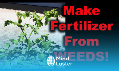 How To Make Your Own Fertilizer From Weeds