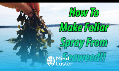 Foliar Feeding With DIY Seaweed Fertilizer 2019