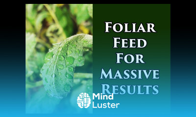 Foliar Feeding Vegetable Plants For Insane Yields 2018