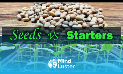 Direct Seeding Vs Starter Plants A Beginner s Guide On How To Plant Your First Garden
