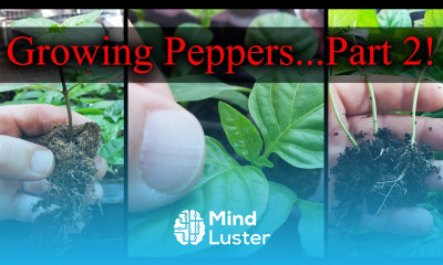 Growing Peppers Part 2 of 3 The Definitive Guide