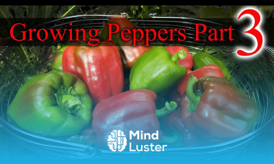 Growing Peppers Part 3 of 3 The Definitive Guide