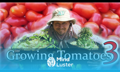 How To Plant Tomatoes The Definitive Guide For Beginners Part 3