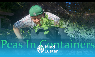 Growing Peas In Containers