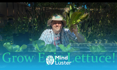 Growing Lettuce The Definitive Guide For Beginners