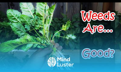 The 5 Best Uses For Common Weeds Garden Quickie Episode 9