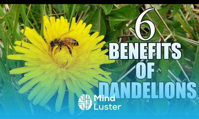 6 Benefits Of Dandelions In Your Garden