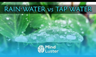 Rain Water vs Tap Water Garden Quickie Episode 27