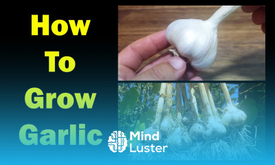 How To Grow Garlic The Definitive Guide For Beginners