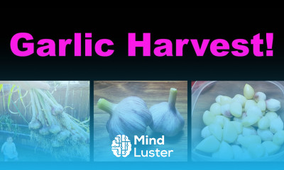 Harvesting And Storing Your Container Garlic