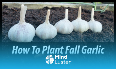 Fall Garlic Planting Easy and Fast Using The No Till Method 2019
