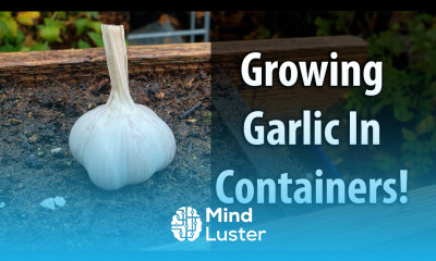 Growing Garlic In Containers 2019