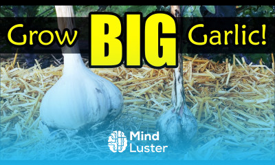 Grow Bigger Garlic 10 Common Garlic Growing Mistakes To Avoid