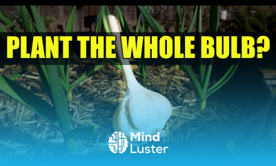 Planting A Whole Garlic Bulb Garden Quickie Episode 49