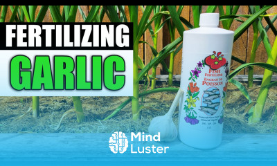 Fertilizing Your Garlic Garden Quickie Episode 66