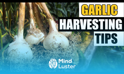 3 Garlic Harvesting Tips Garden Quickie Episode 83