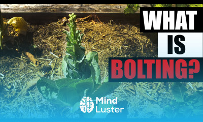 What Is Bolting Garden Quickie Episode 84