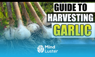 Harvesting Your Garlic The Definitive Guide For Beginners