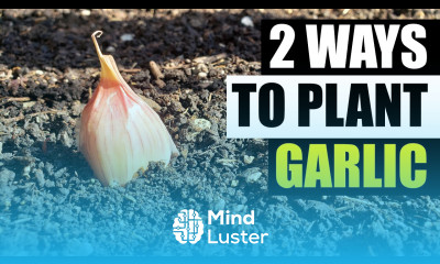 2 Ways To Plant Garlic Garden Quickie Episode 100