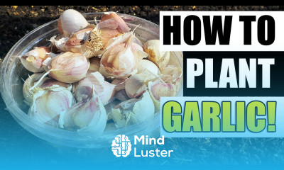 Planting Garlic The Definitive Guide