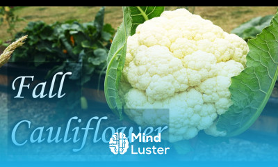 Planting Fall Cauliflower Garden Sights and Sounds Fall 2020