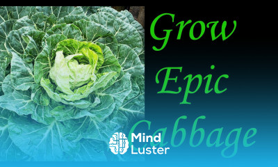 Planting Cabbage Using Regenerative Agriculture Practices