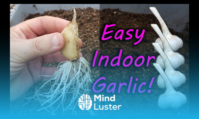 How To Grow Garlic Indoors Anytime Anywhere