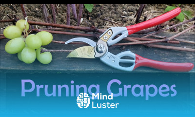 How To Prune Grape Vines Easy Cane Method