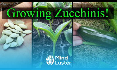 Growing Zucchini Part 1 of 2 The Definitive Guide