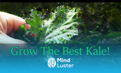 Growing Kale From Seed