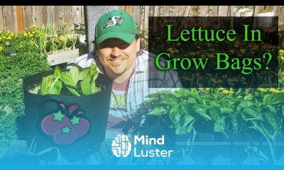 How To Grow Lettuce In Grow Bags