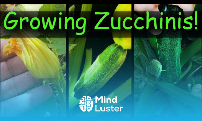 Growing Zucchinis Part 2 of 2 The Definitive Guide