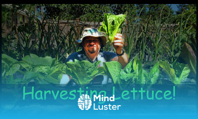 Guide To Harvesting Lettuce Garden Quickie Episode 4