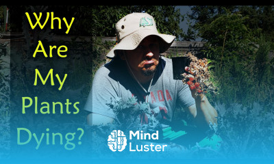 8 Reasons Your Plants Are Dying