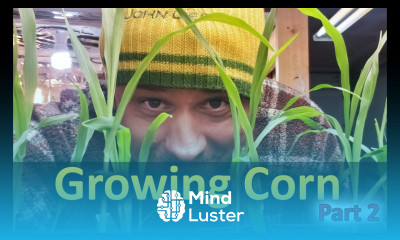 Growing Corn Part 2 Creating The Starter Plants