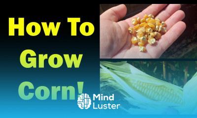 Growing Corn Seed To Harvest The Definitive Guide