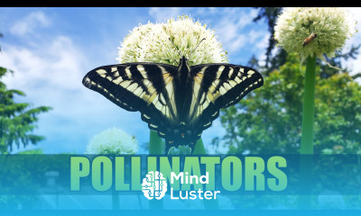 The Importance Of Pollinators Garden Quickie Episode 82