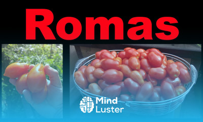 Planting Roma Tomatoes The Right Way