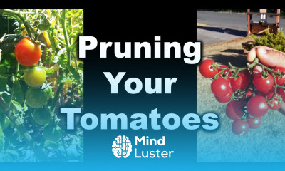 How to Prune Your Tomatoes for Maximum Harvest In 2020