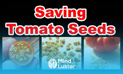 How To Save Tomato Seeds In 2020