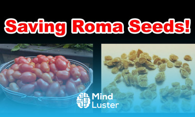 Saving Roma Tomato Seeds For Next Year