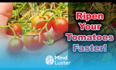 How To Ripen Tomatoes On The Vine Faster In 2020