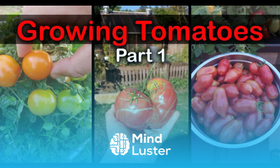 How To Grow Tomatoes From Seed The Definitive Guide For Beginners Part 1