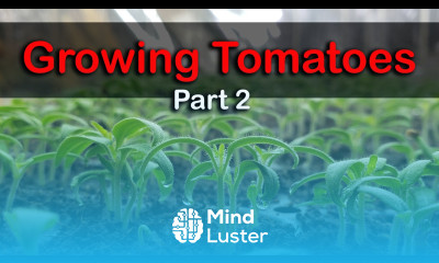 How To Grow Tomatoes From Seed The Definitive Guide For Beginners Part 2