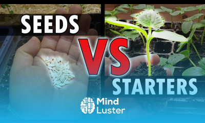 Seeds Vs Starters Garden Quickie Episode 40