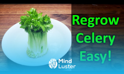 How To Regrow Celery From Celery