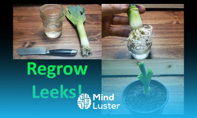 How To Grow A New Leek From A Leek 2020